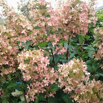 Hydrangea Paniculata 'Kyushu' - Bugás hortenzia (Törzses)