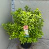Hydrangea paniculata 'Limelight' - Bugás hortenzia