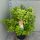 Hydrangea paniculata 'Limelight' - Bugás hortenzia