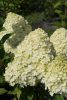 Hydrangea paniculata 'Limelight' - Bugás hortenzia