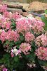 Hydrangea paniculata 'Little Quick Fire' – Bugás hortenzia