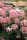 Hydrangea paniculata 'Little Quick Fire' – Bugás hortenzia