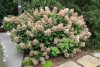 Hydrangea paniculata 'Little Quick Fire' – Bugás hortenzia