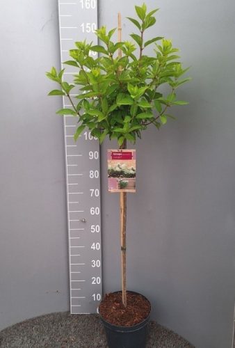 Hydrangea paniculata 'Limelight' - Bugás hortenzia (törzses)