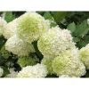 Hydrangea paniculata 'Limelight' - Bugás hortenzia (törzses)