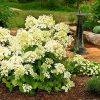 Hydrangea paniculata 'Mont Blanc' - Bugás hortenzia