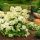 Hydrangea paniculata 'Mont Blanc' - Bugás hortenzia