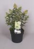Hydrangea paniculata 'Mont Blanc' - Bugás hortenzia