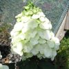Hydrangea paniculata 'Mont Blanc' - Bugás hortenzia