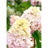 Hydrangea paniculata 'Magical Summer' - Bugás Hortenzia