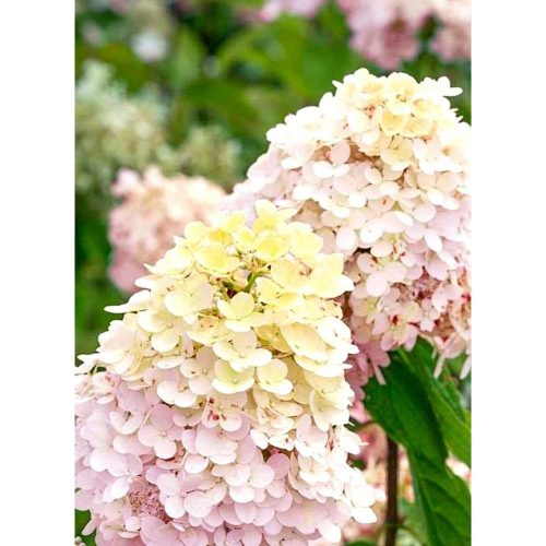 Hydrangea paniculata 'Magical Summer' - Bugás Hortenzia