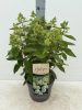 Hydrangea paniculata 'Magical Summer' - Bugás Hortenzia