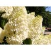 Hydrangea paniculata 'Magical Summer' - Bugás Hortenzia