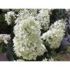 Hydrangea paniculata 'Magical Summer' - Bugás Hortenzia