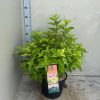 Hydrangea paniculata 'Phantom' - Bugás Hortenzia