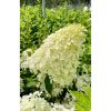 Hydrangea paniculata 'Phantom' - Bugás Hortenzia