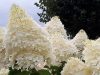 Hydrangea paniculata 
