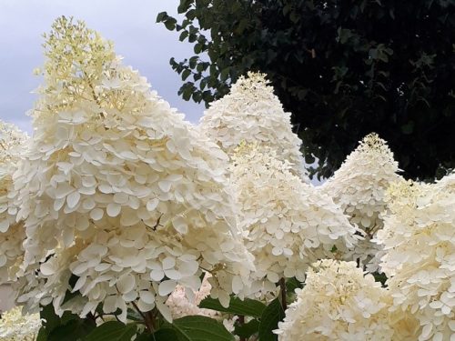 Hydrangea paniculata 