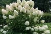 Hydrangea paniculata 
