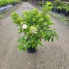 Hydrangea paniculata 