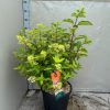 Hydrangea paniculata 'Phantom' - Bugás Hortenzia