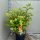 Hydrangea paniculata 'Phantom' - Bugás Hortenzia