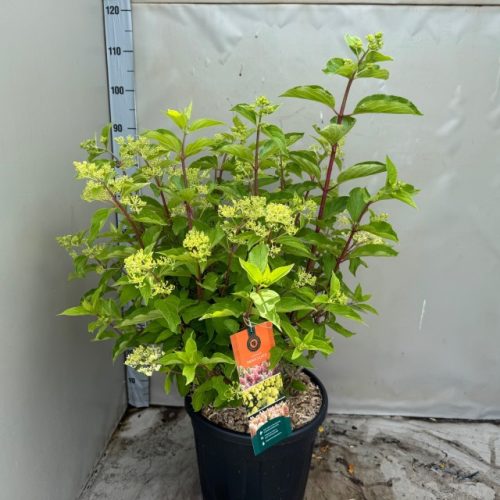 Hydrangea paniculata 'Phantom' - Bugás Hortenzia