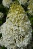 Hydrangea paniculata 'Phantom' - Bugás Hortenzia
