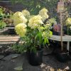 Hydrangea paniculata 'Phantom' - Bugás Hortenzia