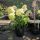 Hydrangea paniculata 'Phantom' - Bugás Hortenzia