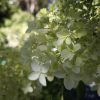 Hydrangea paniculata 'Phantom' - Bugás Hortenzia