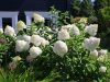 Hydrangea paniculata 'Polar Bear' - Bugás hortenzia