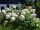 Hydrangea paniculata 'Polar Bear' - Bugás hortenzia