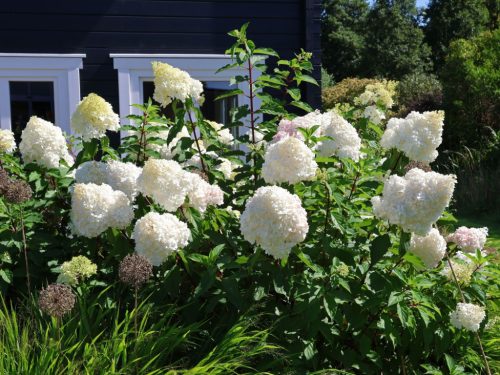 Hydrangea paniculata 'Polar Bear' - Bugás hortenzia