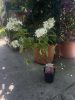Hydrangea paniculata 'Pink Diamond' – Bugás hortenzia