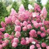 Hydrangea paniculata 'Pink Diamond' – Bugás hortenzia