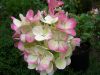 Hydrangea paniculata 'Pink Diamond' – Bugás hortenzia
