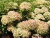 Hydrangea paniculata 'Pinklight' - Bugás hortenzia