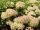 Hydrangea paniculata 'Pinklight' - Bugás hortenzia