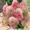 Hydrangea paniculata 'Pinklight' - Bugás hortenzia