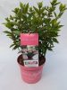 Hydrangea paniculata 'Pinklight' - Bugás hortenzia