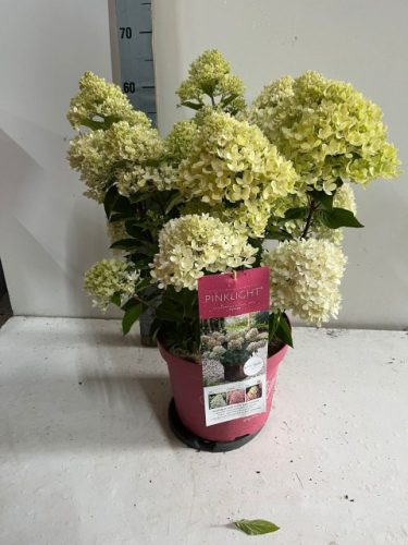 Hydrangea paniculata 'Pinklight' - Bugás hortenzia