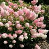 Hydrangea paniculata 'Pink Lady' - Bugás hortenzia