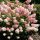 Hydrangea paniculata 'Pink Lady' - Bugás hortenzia