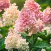Hydrangea paniculata 'Pink Lady' - Bugás hortenzia