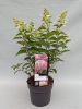 Hydrangea paniculata 'Pink Lady' - Bugás hortenzia