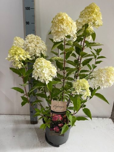 Hydrangea paniculata 'Pink & Rose' - Bugás hortenzia