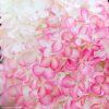 Hydrangea paniculata 'Pink & Rose' - Bugás hortenzia