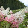 Hydrangea paniculat 
