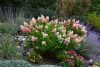 Hydrangea paniculat 